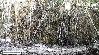 Bushes Shit, ScatKings.com Scat Porn 14 ScatKings.com Scat Porn