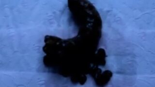 Girl gently shitting on TP (original content), ScatKings.com Scat Porn 12 ScatKings.com Scat Porn