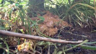 Messy shit outdoors, ScatKings.com Scat Porn 3 ScatKings.com Scat Porn