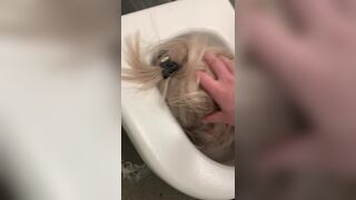 Public Toilet Submission 2, ScatKings.com Scat Porn 13 ScatKings.com Scat Porn