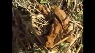 Shaved babe shitting, ScatKings.com Scat Porn 18 ScatKings.com Scat Porn